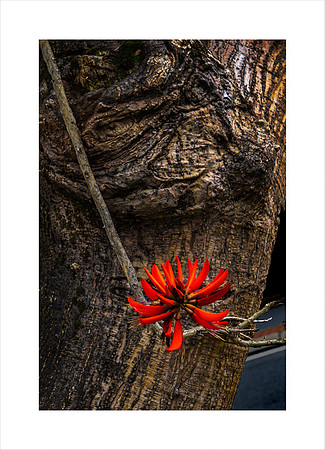 FLAME TREE BARK