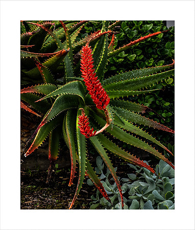 ALOE GLOW