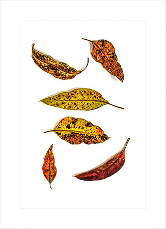 AUTUMN WHIMSY