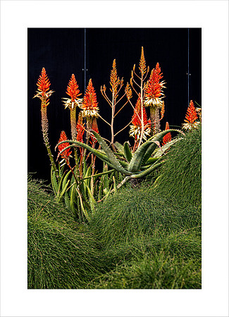 CANDELABRA ALOE