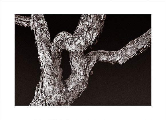 DARK PAPERBARK