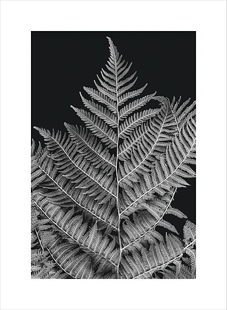 FERN STUDY
