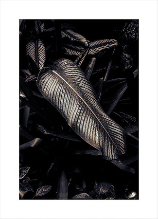 JUNGLE LEAVES BRAZIL