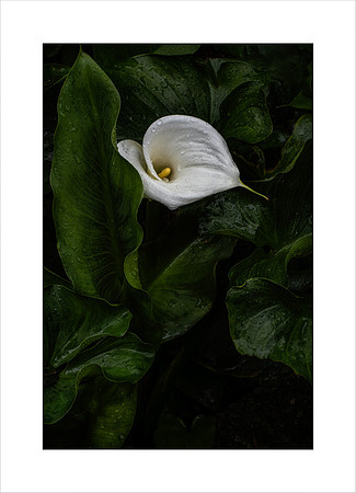 LILY STUDY #3