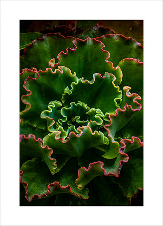 LOOKING SUCCULENT