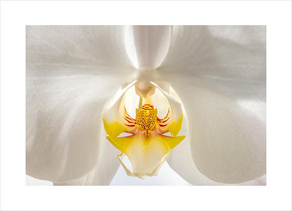 ORCHID HEART #3