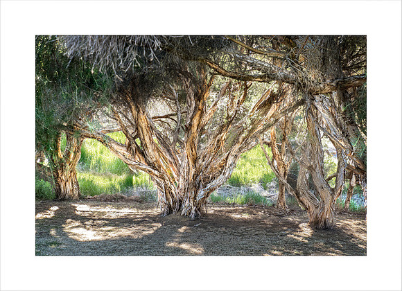 PAPERBARK GROVE DUNSBOROUGH