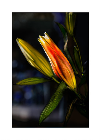 READY TO BURST ORIENTAL LILY