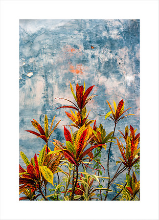 SINGING RED, BRAZIL