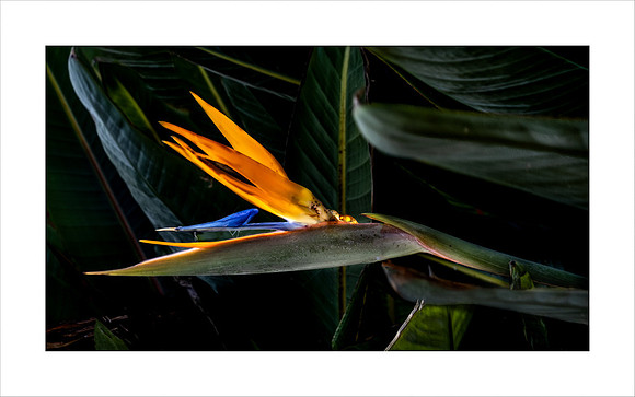 STRELITZIA TAKEOFF