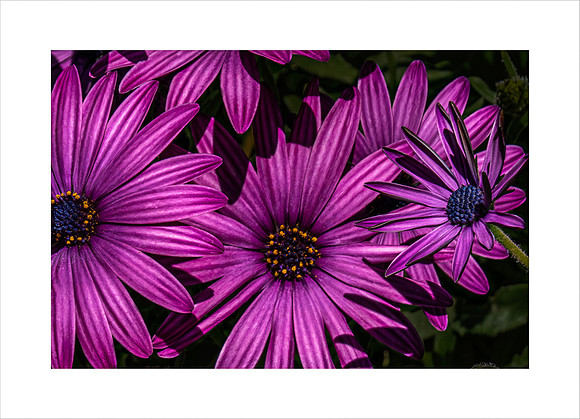 WILDFLOWER BLAZE