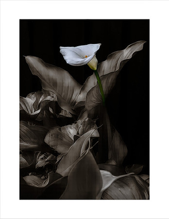 LILY STUDY #1