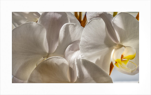 LUMINOUS ORCHID