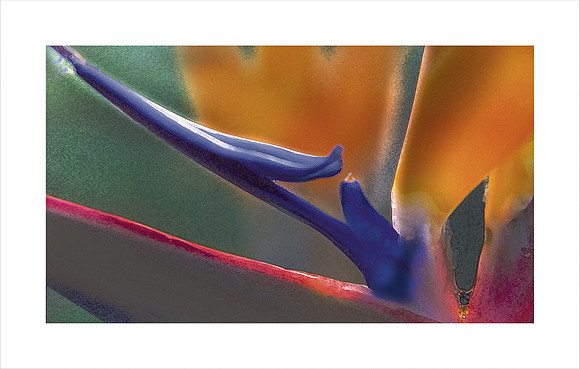 ABSTRACTED STRELITZIA