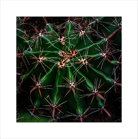 DEVIL'S TONGUE CACTUS RIO