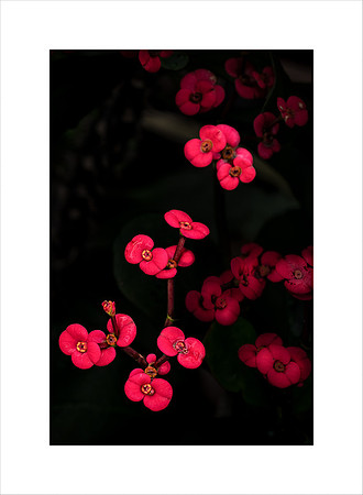 FLOATING RED (CROWN OF THORNS)