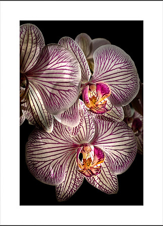 ORCHID POWER 2024