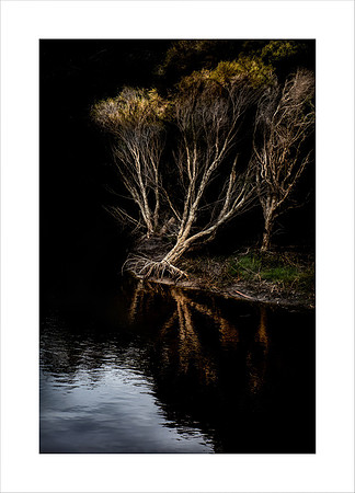 PAPERBARK REFLECTIONS LAKE CLAREMONT