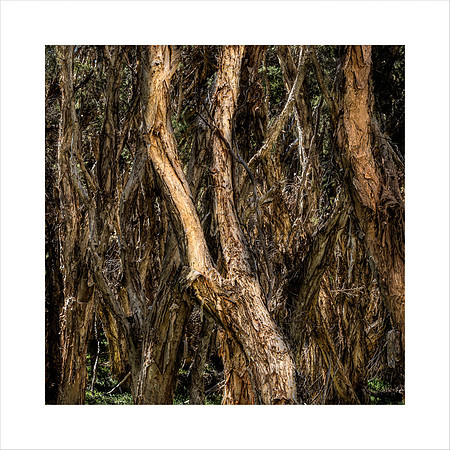 PAPERBARK FOREST