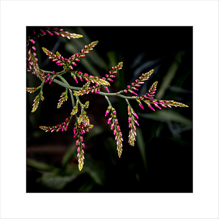 SIGNALGRASS